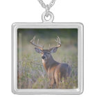 white-tailed deer Odocoileus virginianus