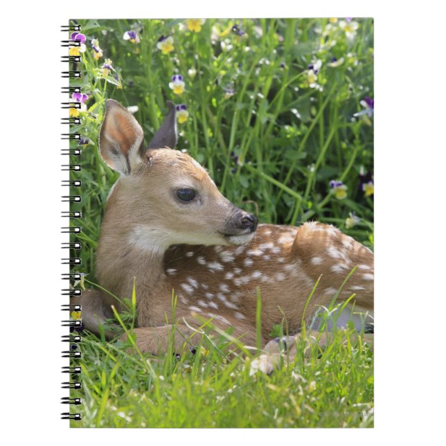 White-tailed Deer (Odocoileus virginianus) Spiral Notebook (Front)