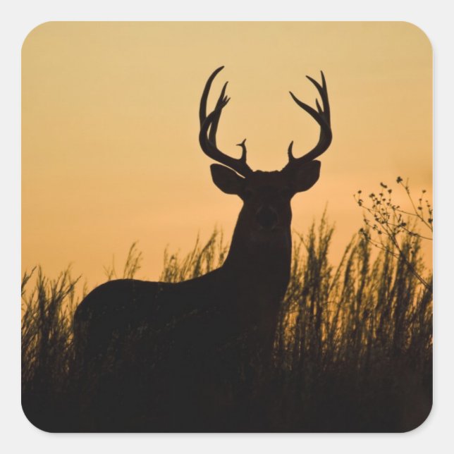 white-tailed deer Odocoileus virginianus) Square Sticker (Front)