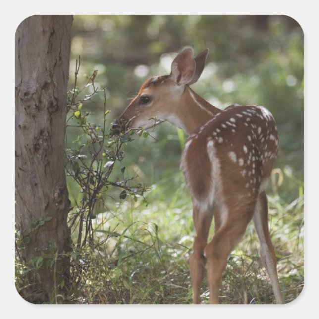 White-tailed Deer, Odocoileus virginianus Square Sticker (Front)