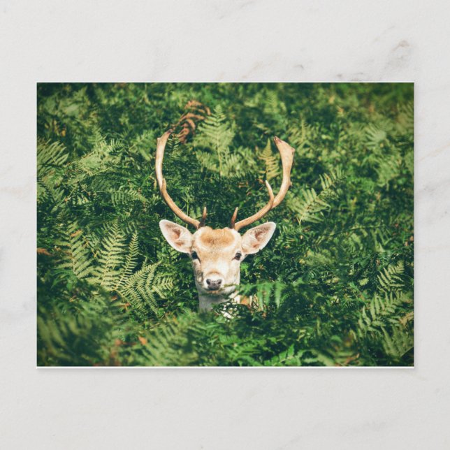 White-Tailed Deer Peeking Out of Bushes Postcard (Front)