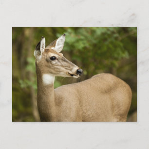 White Tailed Deer Postcard
