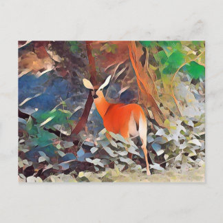 White Tailed Deer Postcard