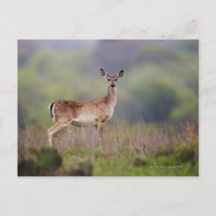 White-Tailed Deer Postcard