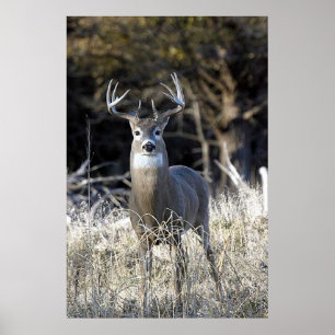 White Tailed Deer Poster