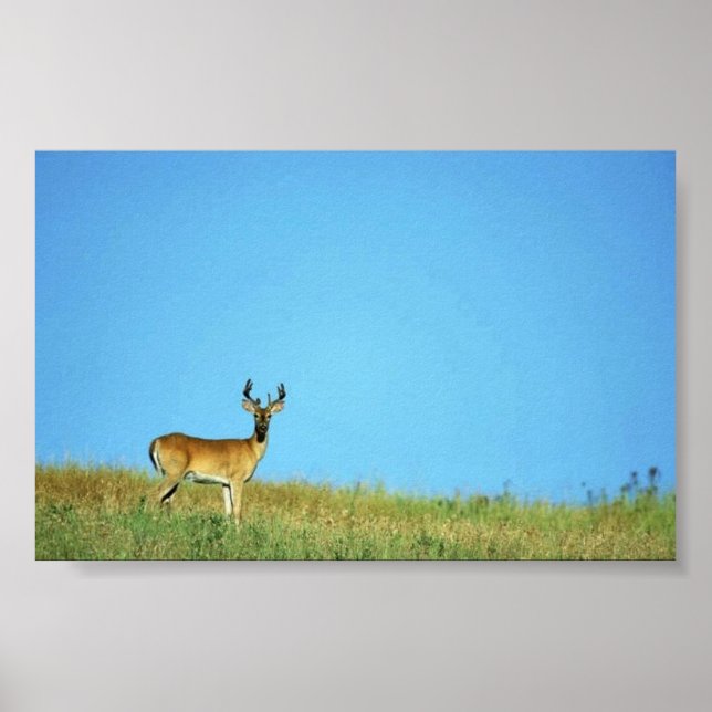 White-tailed deer poster (Front)