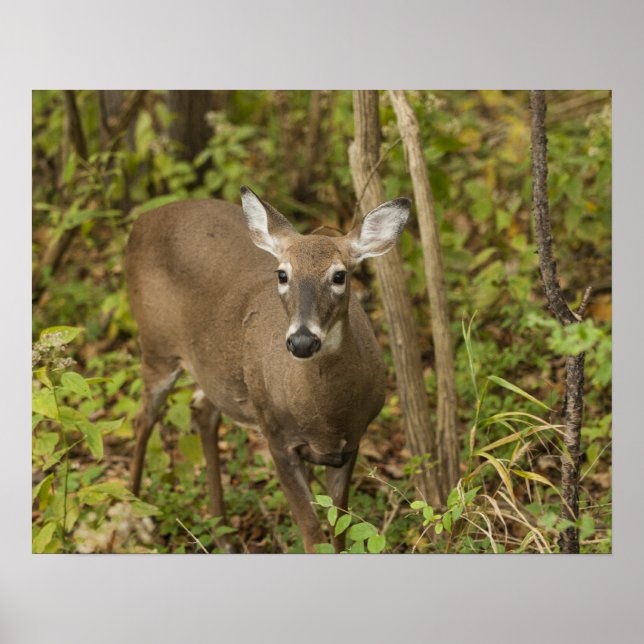 White Tailed Deer Poster (Front)