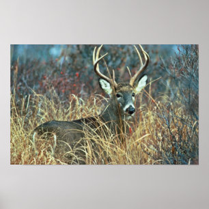 White-tailed Deer Poster
