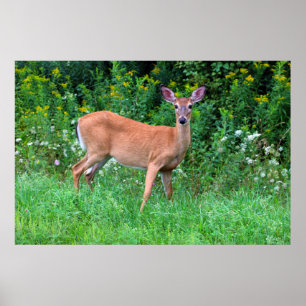 White Tailed Deer Poster