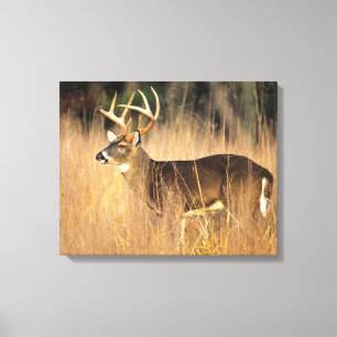 White-tailed Deer Smoky Mountains Tennessee Canvas Print