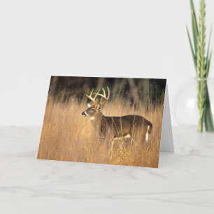 White-tailed Deer Smoky Mountains Tennessee Card