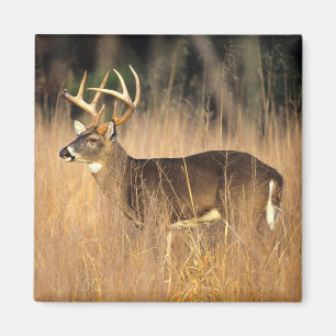 White-tailed Deer   Smoky Mountains Tennessee Magnet