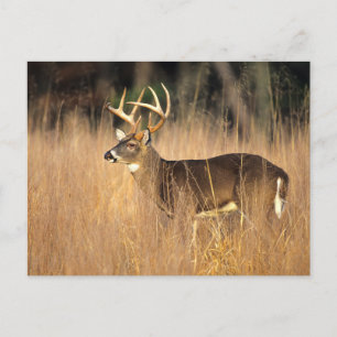 White-tailed Deer   Smoky Mountains Tennessee Postcard