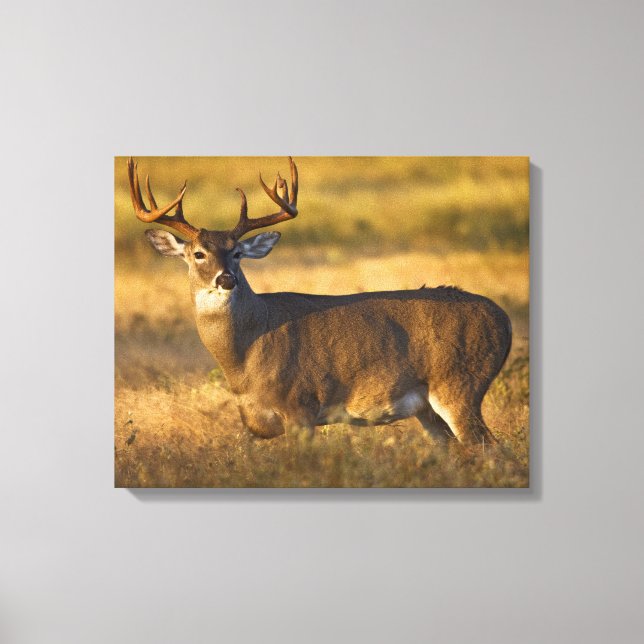 White-tailed Deer | South Texas Canvas Print (Front)