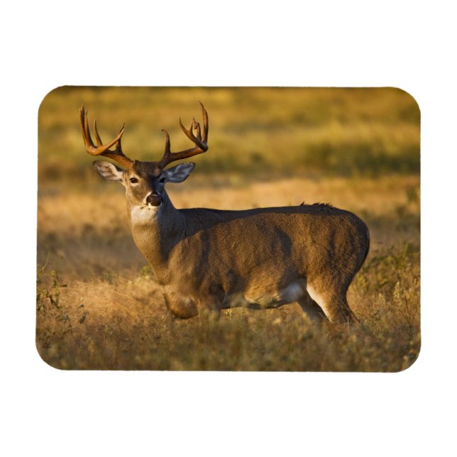White-tailed Deer | South Texas Magnet (Horizontal)