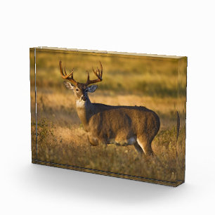 White-tailed Deer   South Texas Photo Block