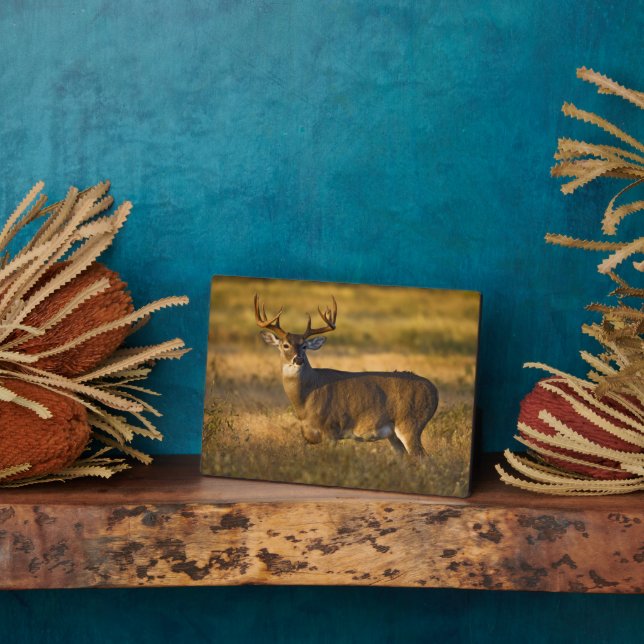 White-tailed Deer | South Texas Plaque (Side)
