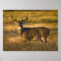 White-tailed Deer | South Texas