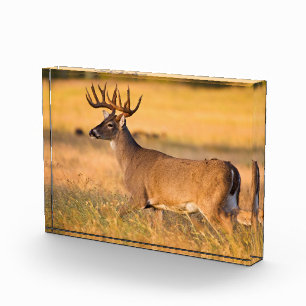 White-tailed Deer South TX Photo Block