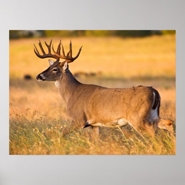 White-tailed Deer | South TX Poster (Front)
