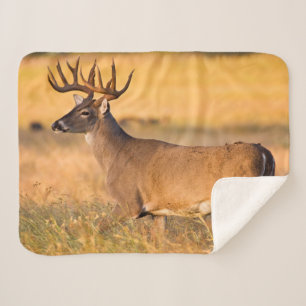 White-tailed Deer South TX Sherpa Blanket