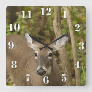 White Tailed Deer Square Wall Clock