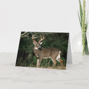 White-tailed Deer Tennessee Card