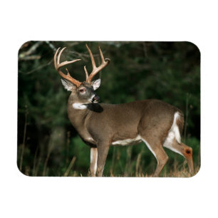 White-tailed Deer   Tennessee Magnet