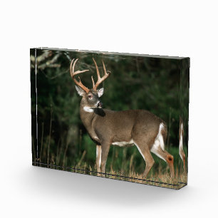 White-tailed Deer Tennessee Photo Block