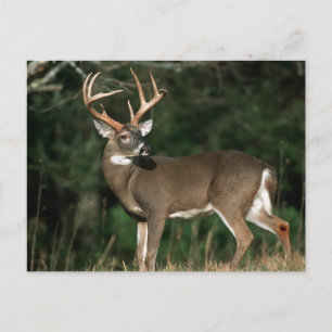 White-tailed Deer   Tennessee Postcard