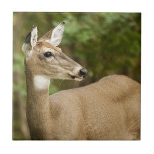 White Tailed Deer Tile