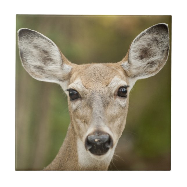White Tailed Deer Tile (Front)