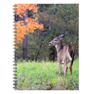 White Tailed Deer Up Close Notebook