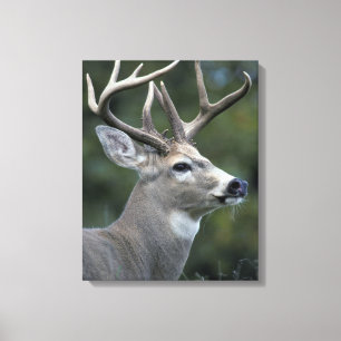 White-tailed Deer Washington State Canvas Print
