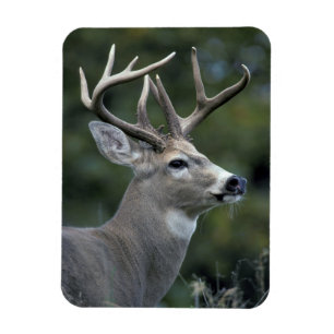 White-tailed Deer   Washington State Magnet