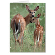 White-tailed deer with fawn