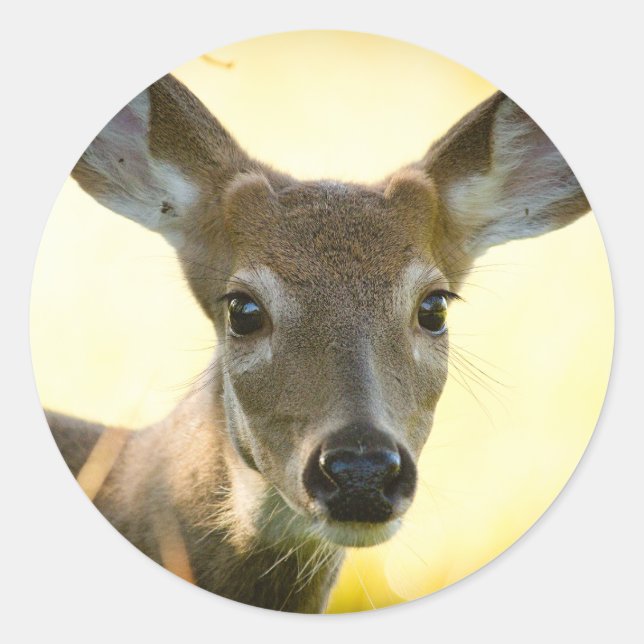 White-tailed Deer Young Buck Classic Round Sticker (Front)