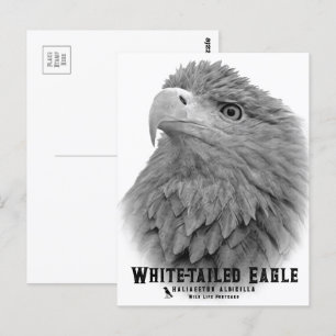 White-tailed Eagle Postcard