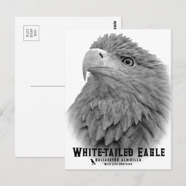 White-tailed Eagle Postcard (Front/Back)