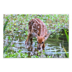 White-tailed fawn drinking Photo Enlargement Print
