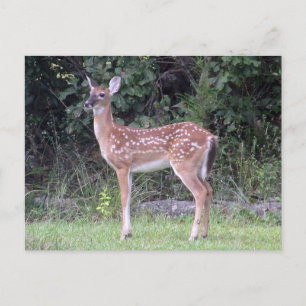 White tailed fawn Postcard