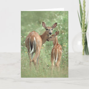 White-tailed mother and fawn card