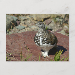 White-tailed Ptarmigan Greeting Card