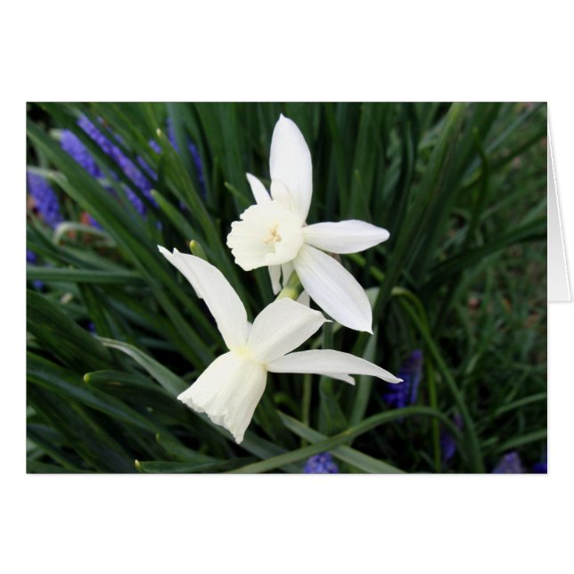 White Thalia Daffodils (Front Horizontal)