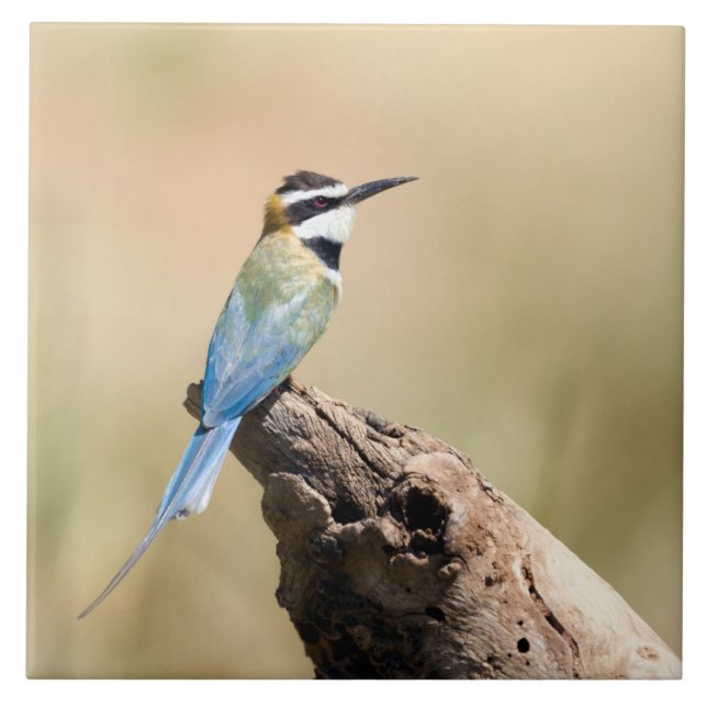 White throated Bee-eater Tile (Front)