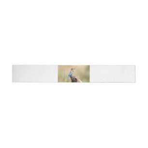 White throated Bee-eater Wrap Around Label