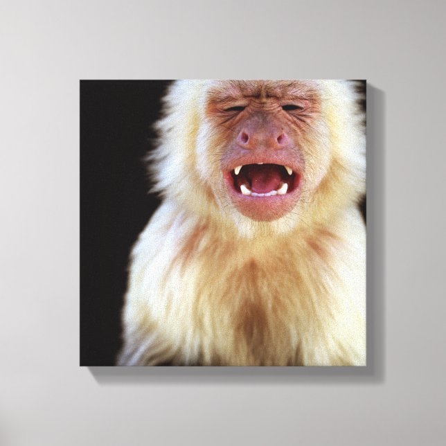 White-throated capuchin (Cebus capucinus) Canvas Print (Front)