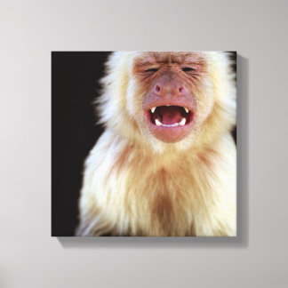 White-throated capuchin (Cebus capucinus) Canvas Print
