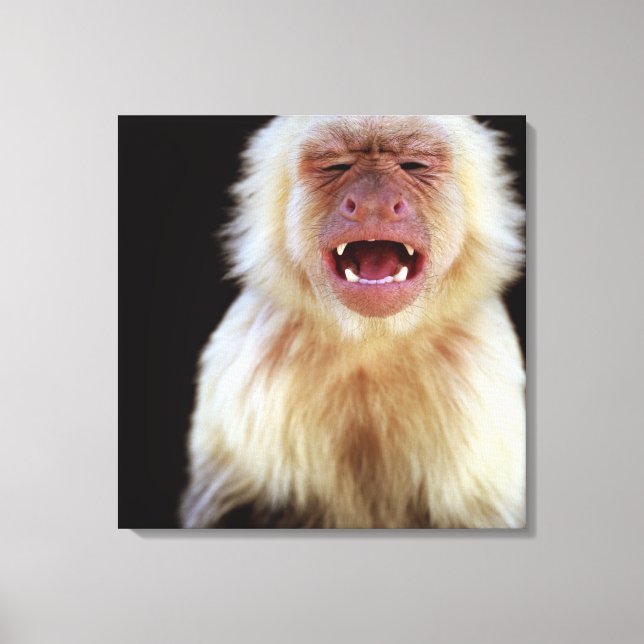 White-throated capuchin (Cebus capucinus) with Canvas Print (Front)
