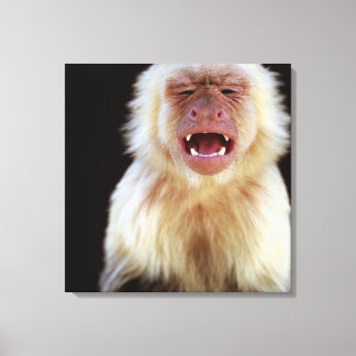 White-throated capuchin (Cebus capucinus) with Canvas Print